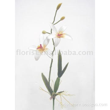 Orchid